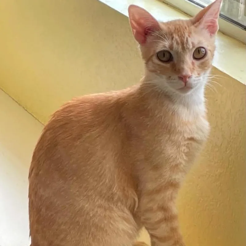 A young large-sized male Domestic Short Hair cat named Jasper for adoption in Hemet, CA