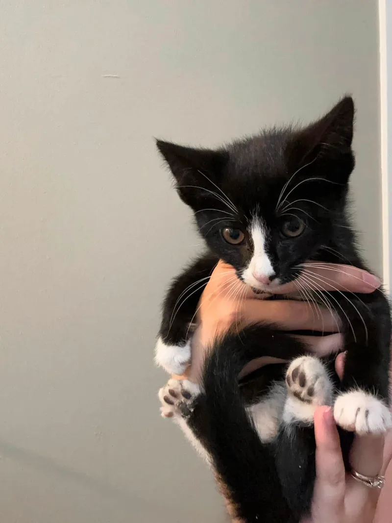 A baby small-sized female Domestic Short Hair cat named Esme for adoption in Enfield, CT