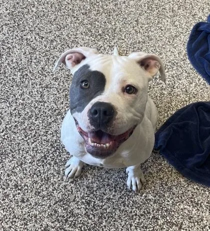 An adult large-sized female Pit Bull Terrier dog named Lily for adoption in Westland, MI