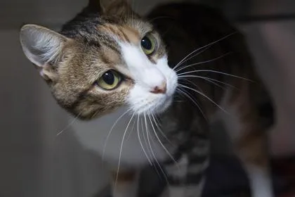 An adult small-sized female Domestic Short Hair cat named B Cecilia for adoption in North Charleston, SC