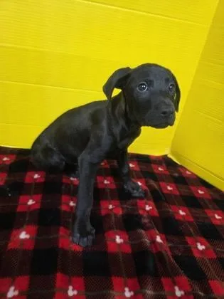 A baby large-sized male Labrador Retriever dog named Calcite for adoption in Houston, TX