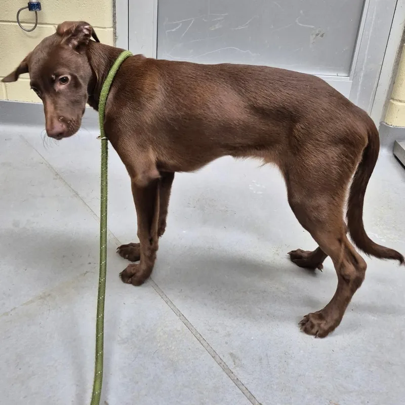 A young medium-sized male Brown / Chocolate Mixed Breed dog named StrayFarrRoad for adoption in Columbus, GA