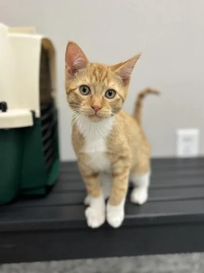 A baby small-sized male Domestic Short Hair cat named Ray for adoption in Fergus Falls, MN