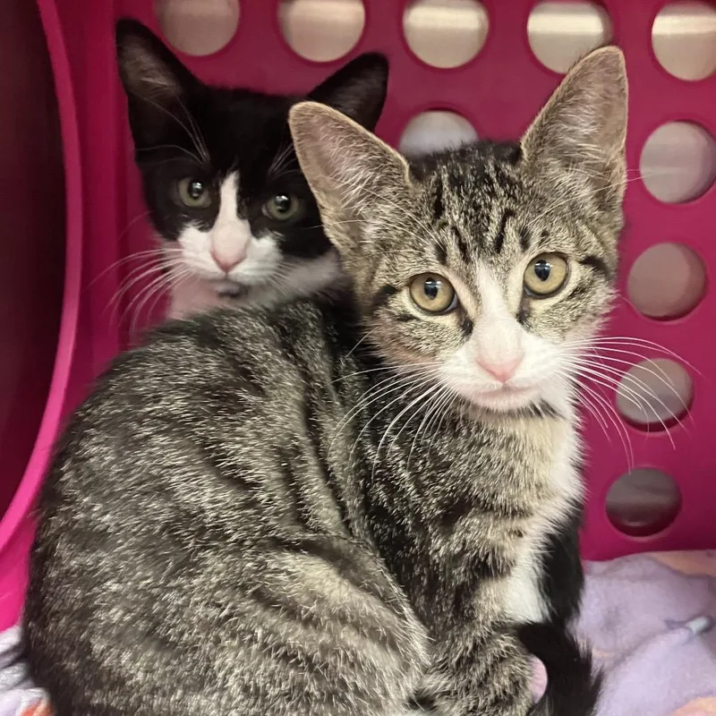 A baby small-sized female Black Domestic Short Hair cat named Shimmy for adoption in Keizer, OR
