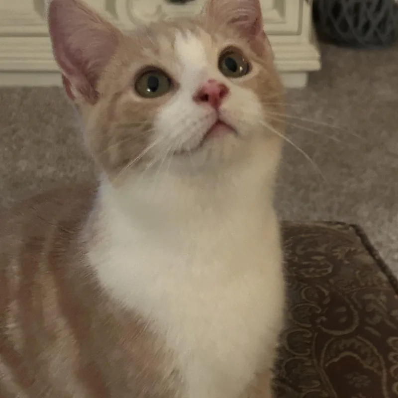 Sebastian thumbnail 6
