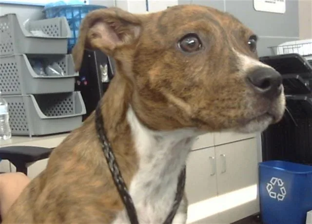 A young medium-sized male Mixed Breed dog named Benji Franklin for adoption in Dallas, TX
