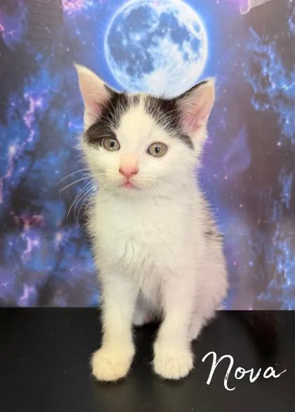 A baby small-sized female Domestic Short Hair cat named Nova for adoption in Morton Grove, IL