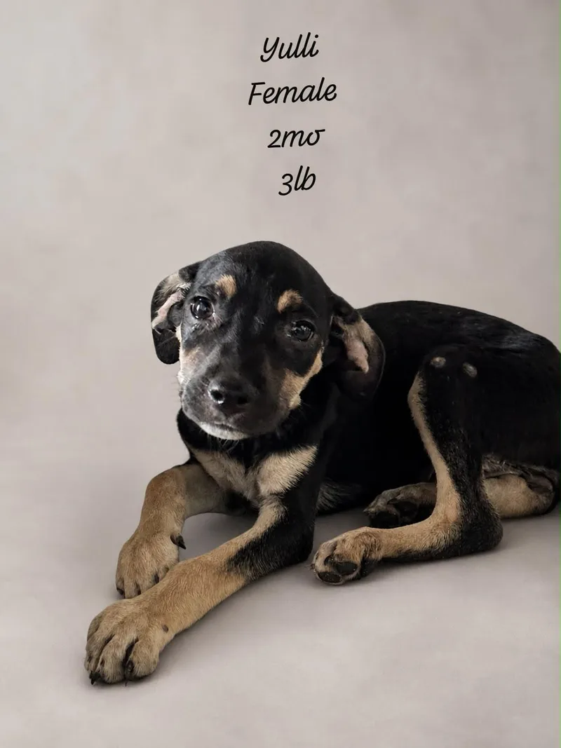A baby medium-sized female Tricolor (Brown, Black, & White) German Shepherd Dog dog named Yulli for adoption in New York, NY