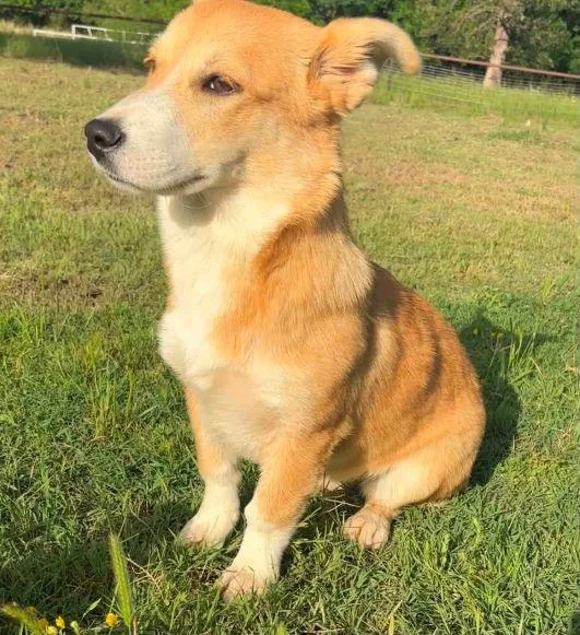 A young medium-sized female White / Cream Corgi dog named Sweets for adoption in Tulsa, OK