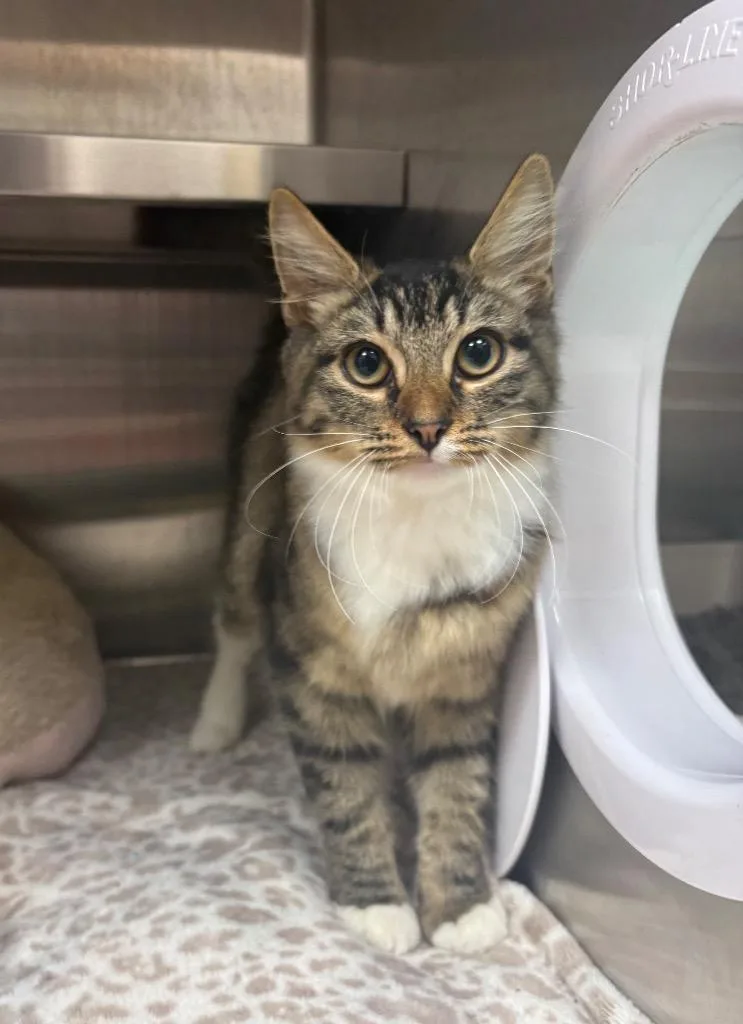 A baby medium-sized female Domestic Medium Hair cat named Figgy AC for adoption in Greeneville, TN