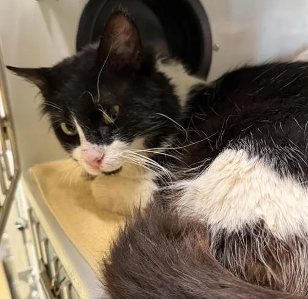 An adult medium-sized male Domestic Long Hair cat named Morocco for adoption in Escondido, CA