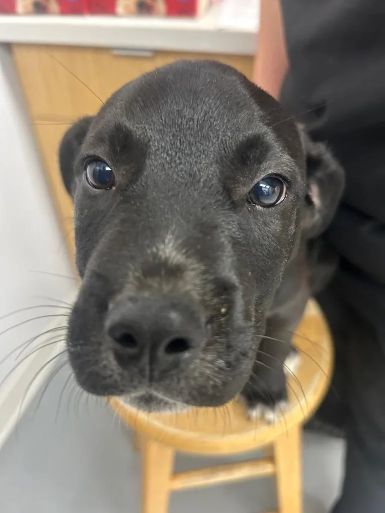 A baby medium-sized male Shepherd dog named Yang for adoption in Hartsville, SC