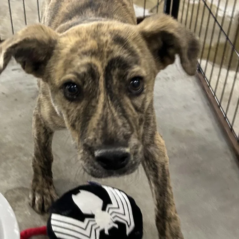 A baby small-sized male Brindle Shepherd dog named Collin for adoption in Birmingham, AL