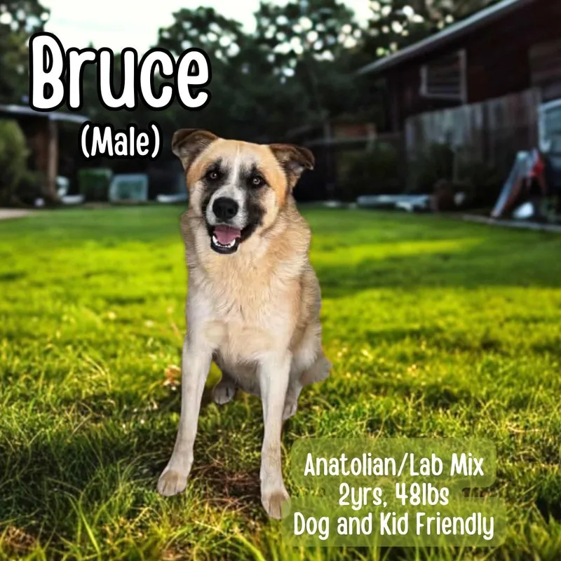 A young medium-sized male Apricot / Beige Anatolian Shepherd dog named Bruce for adoption in Lancaster, KY