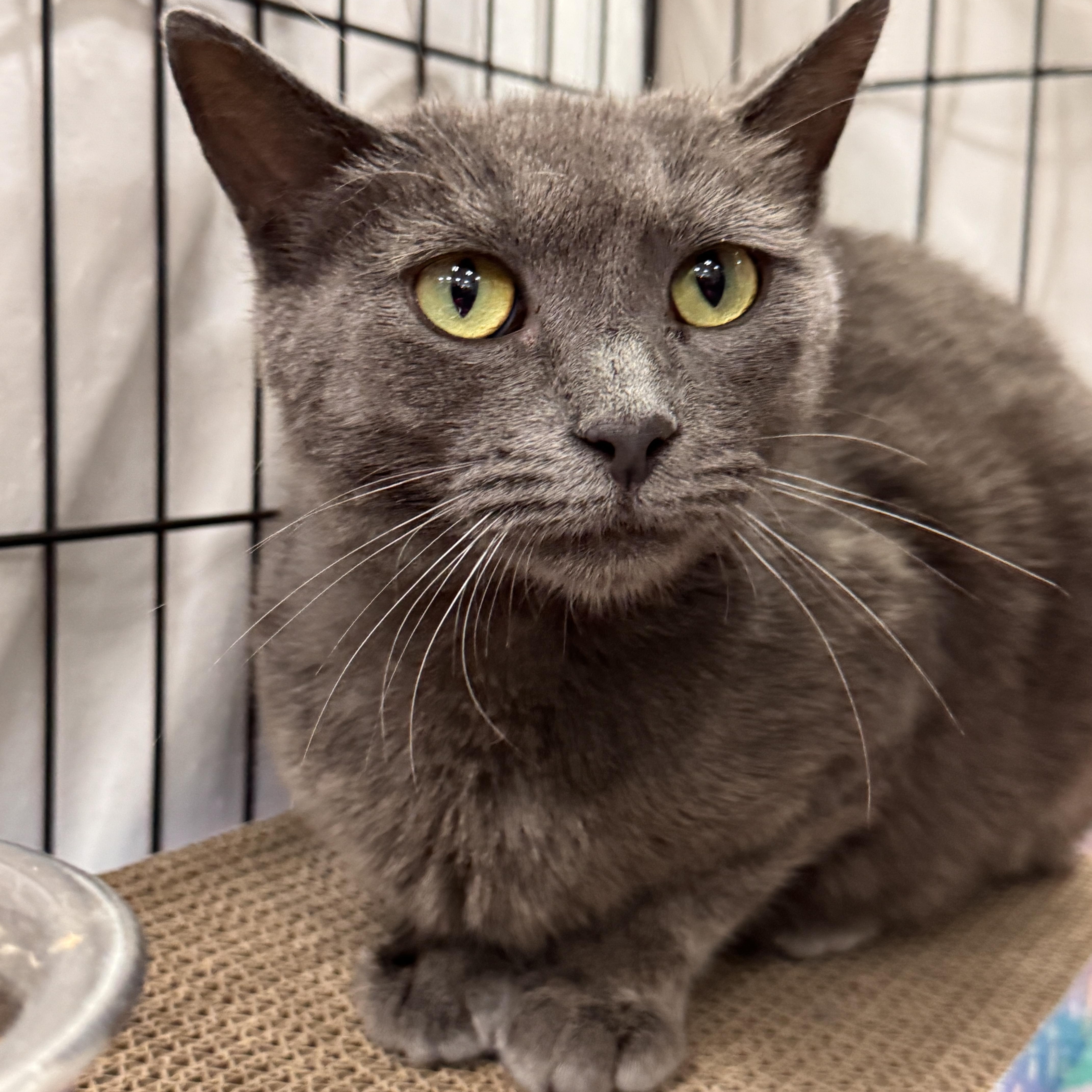 An adult medium-sized male Gray / Blue / Silver Domestic Short Hair cat named Ember for adoption in Mokena, IL