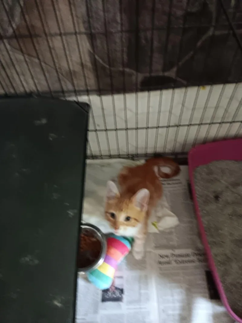 A baby small-sized male Orange / Red Domestic Medium Hair cat named Orville for adoption in Monticello, IN