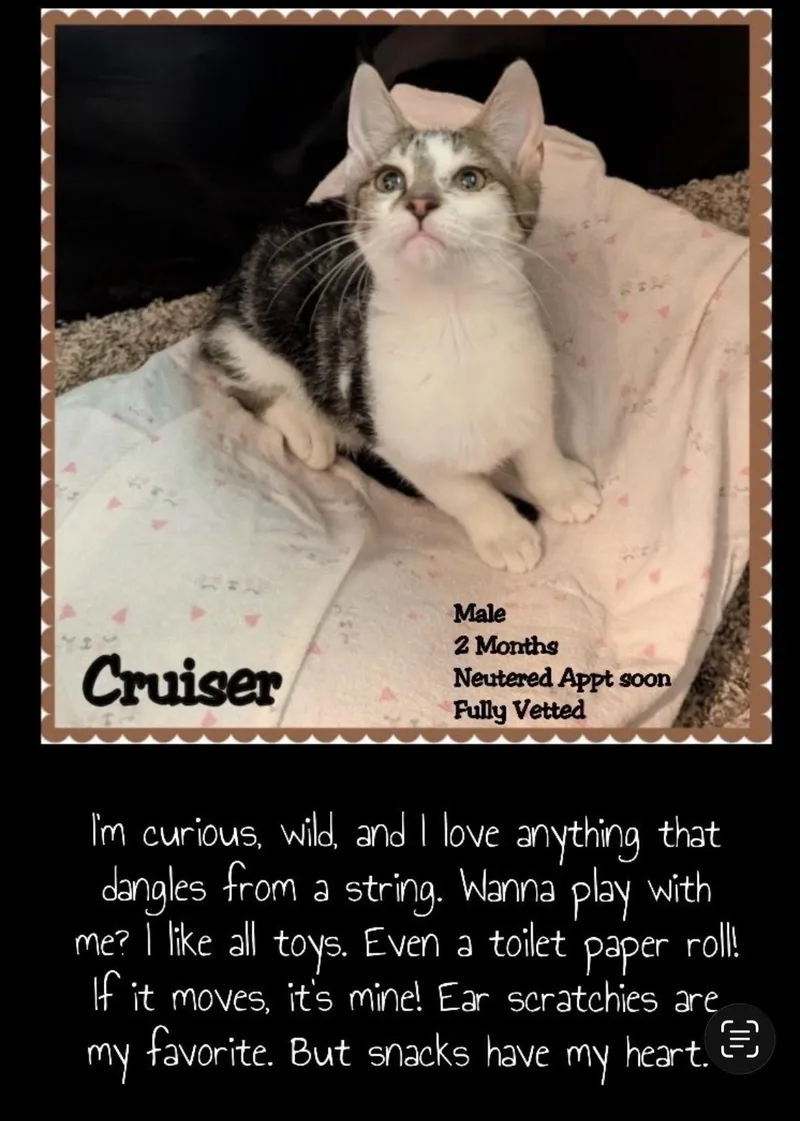 A baby small-sized male Tabby (Brown / Chocolate) Domestic Short Hair cat named Cruiser for adoption in Woodlawn, TN