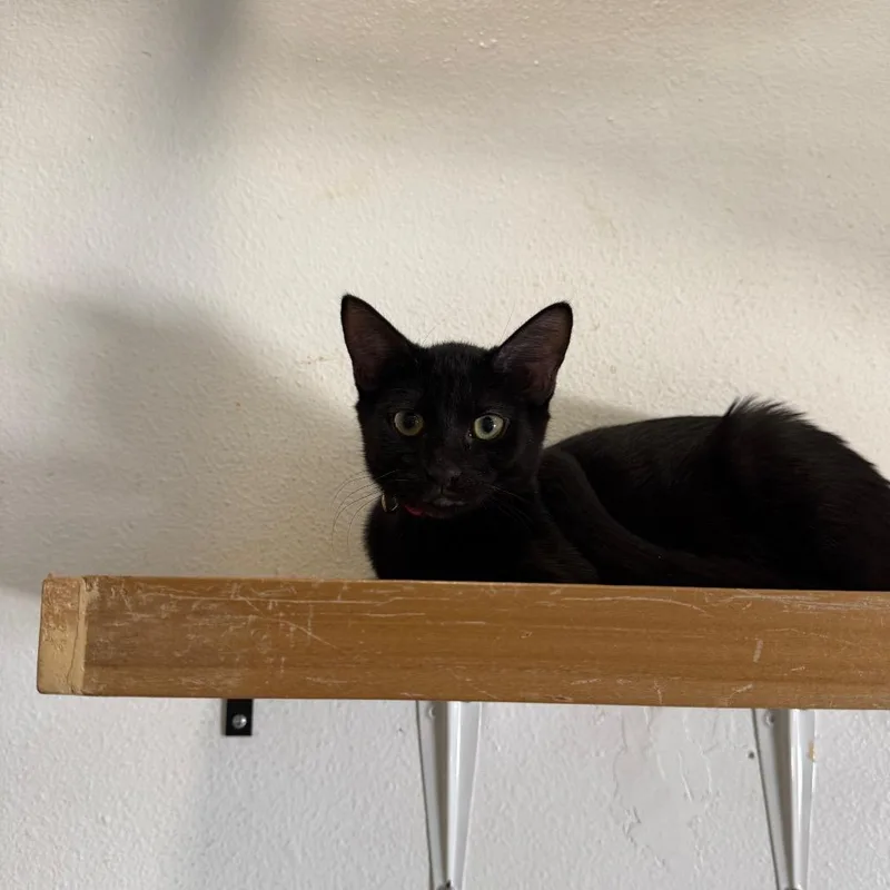 A baby small-sized male Black Domestic Short Hair cat named Stevie  Chino Hills for adoption in Chino Hills, CA