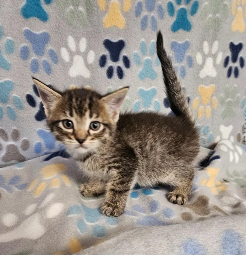 A baby small-sized male Domestic Short Hair cat named Ice Cube for adoption in Wabash, IN