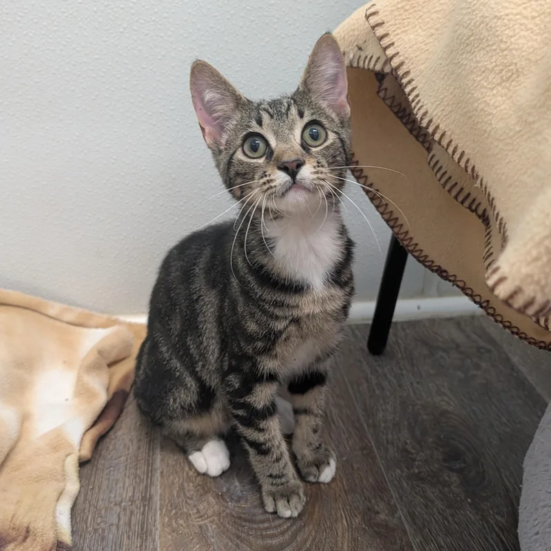 A baby medium-sized male Tabby (Brown / Chocolate) Domestic Short Hair cat named Bellagio for adoption in Waynesville, NC