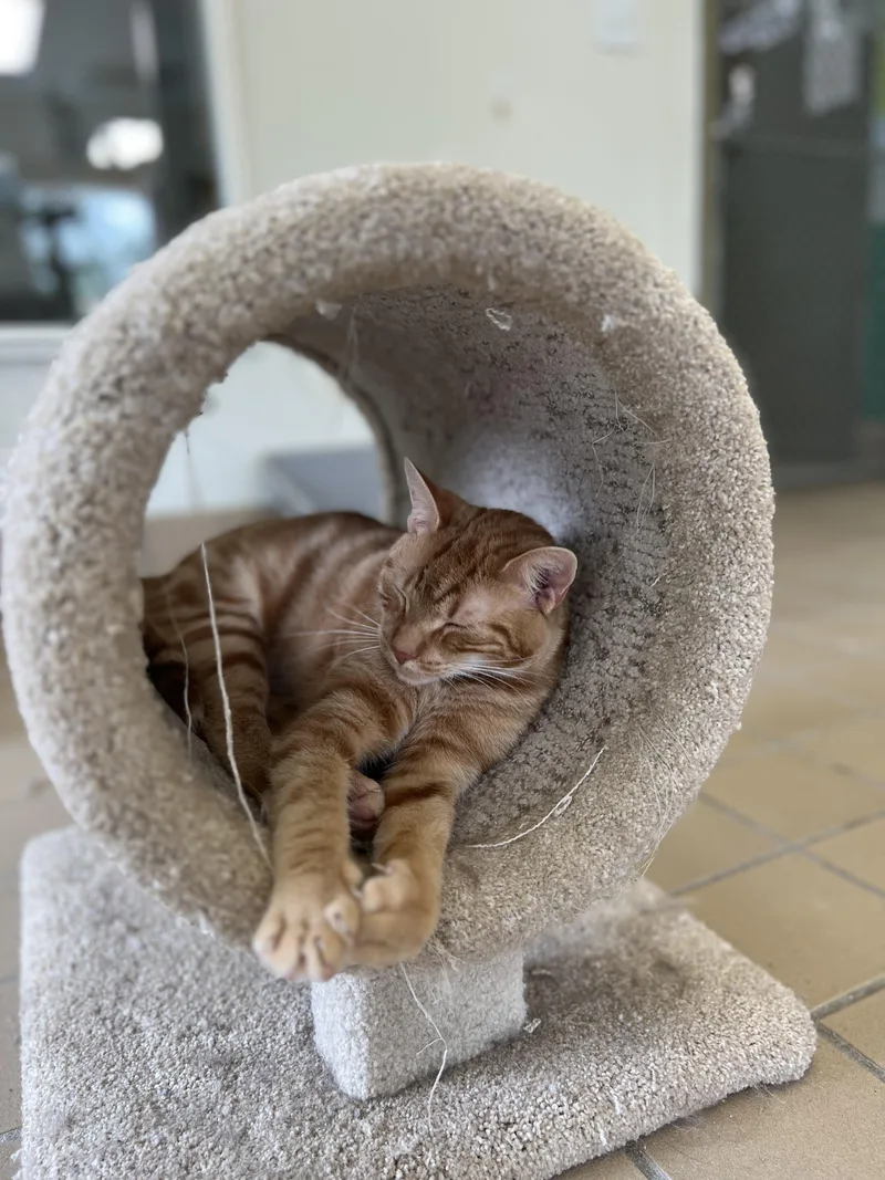 An adult medium-sized male Domestic Short Hair cat named Jim Bob for adoption in Norwich, NY