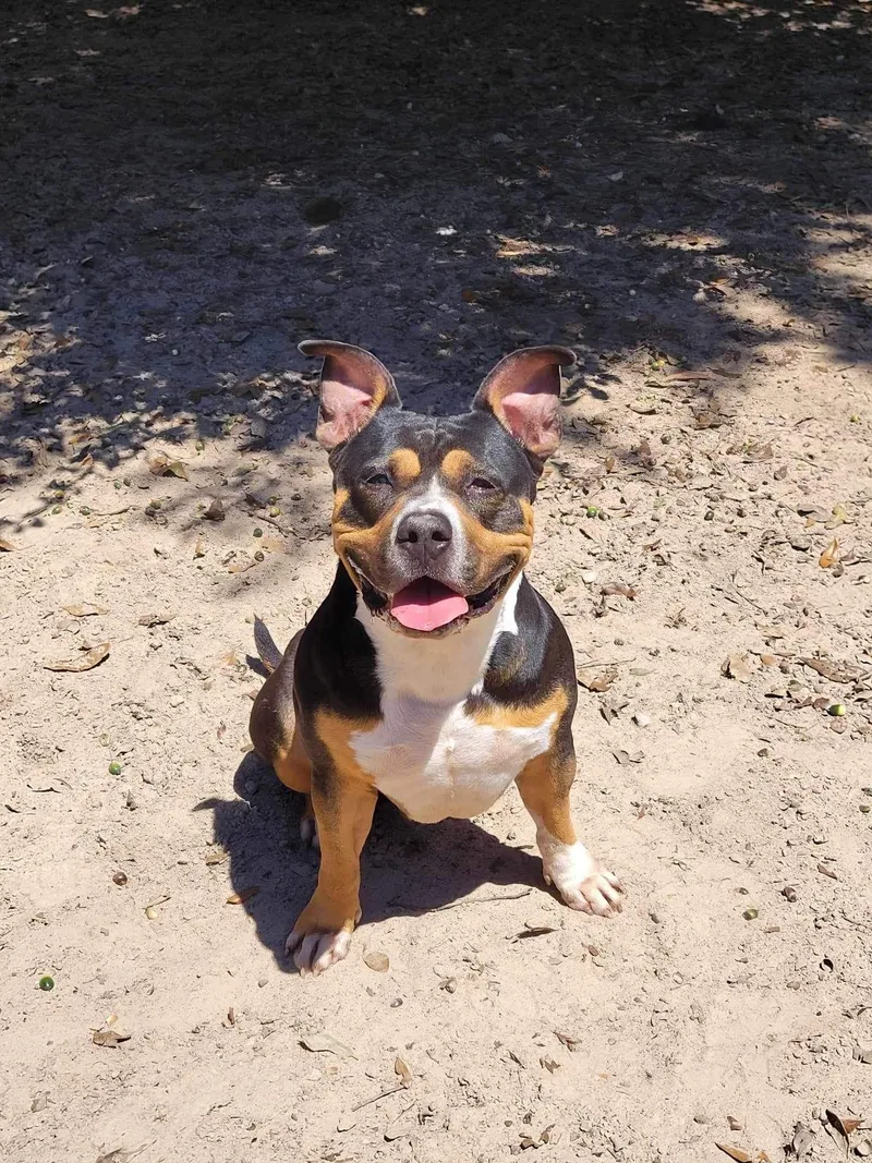 Big Head Hank thumbnail 2