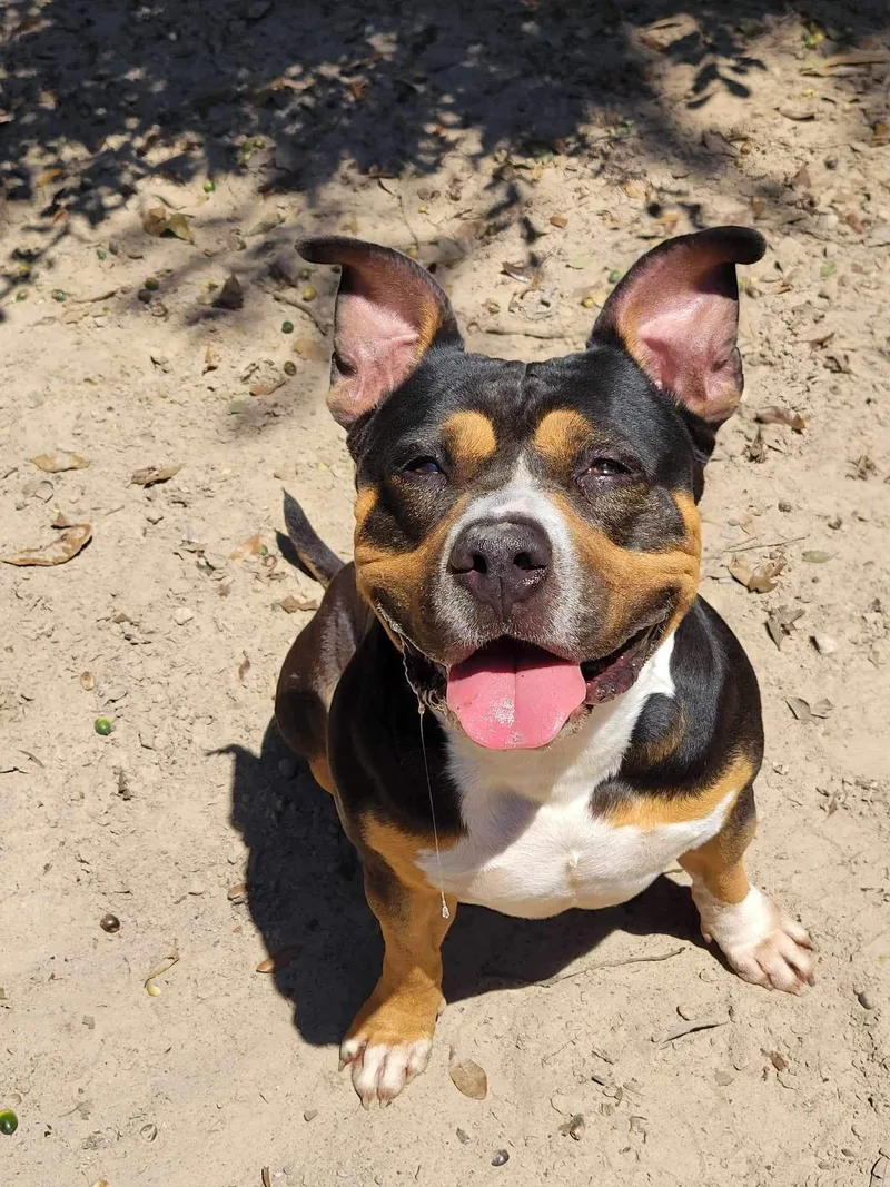 Big Head Hank thumbnail 3