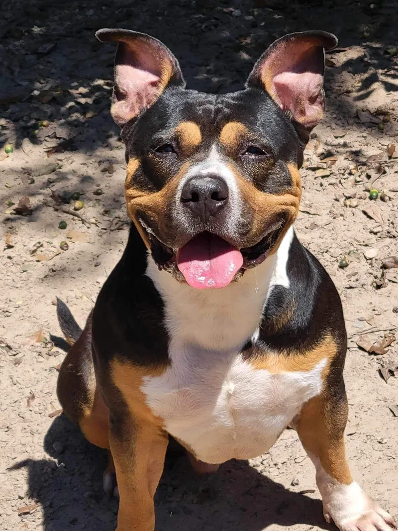 Big Head Hank thumbnail 4