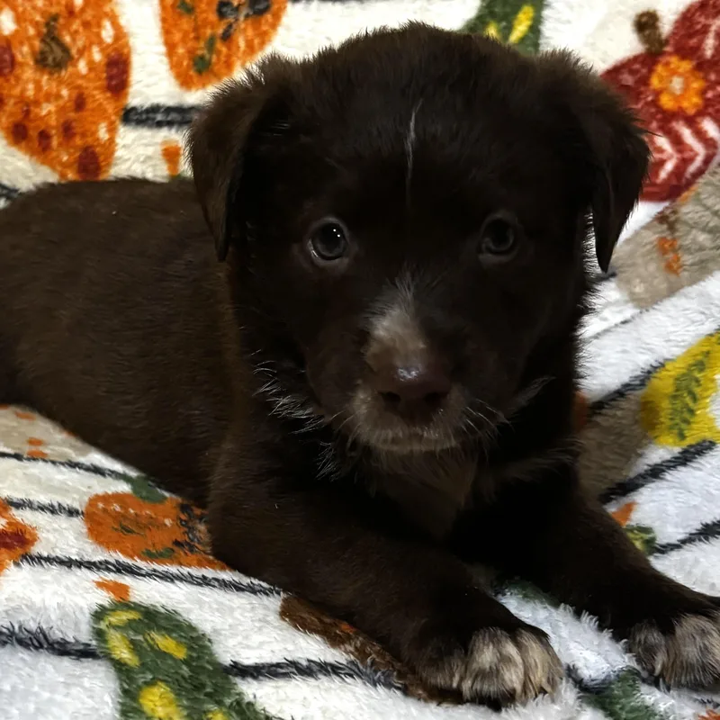 A baby medium-sized male Brown / Chocolate Labrador Retriever dog named Anthony for adoption in Liverpool, TX