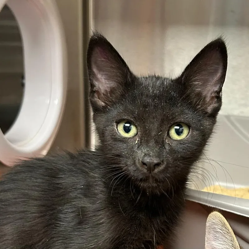 A baby medium-sized male Domestic Short Hair cat named Cilano for adoption in Shoreline, WA
