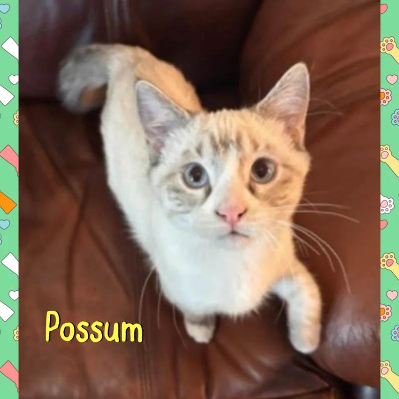 Possum