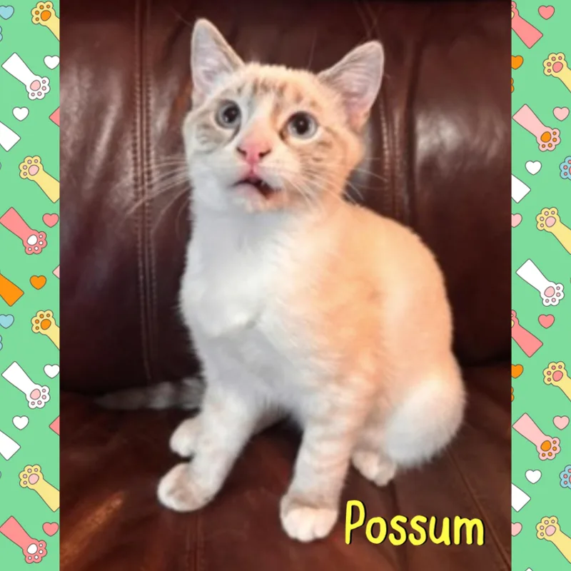 Possum thumbnail 2