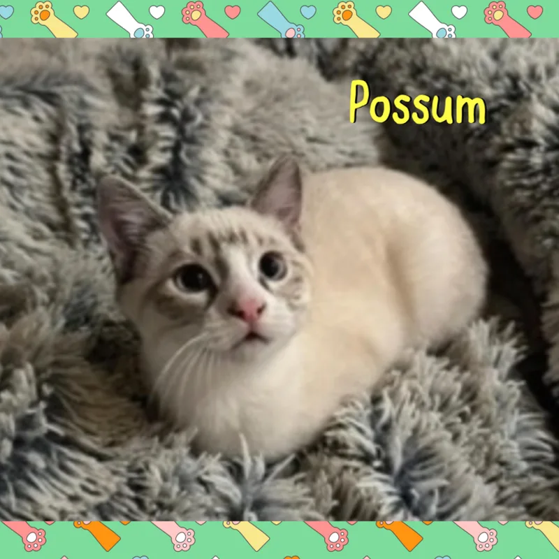 Possum thumbnail 3