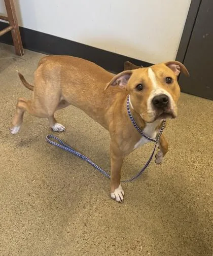 A baby medium-sized male Yellow / Tan / Blond / Fawn Pit Bull Terrier dog named Nacho for adoption in Cleveland, OH