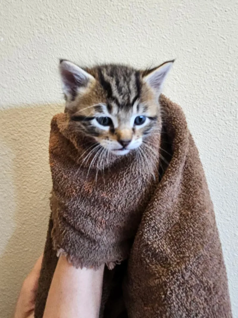 A baby medium-sized male Domestic Short Hair cat named Bentley for adoption in Rockwall, TX