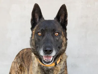 An adult large-sized male Mixed Breed dog named Deogi for adoption in Longmont, CO