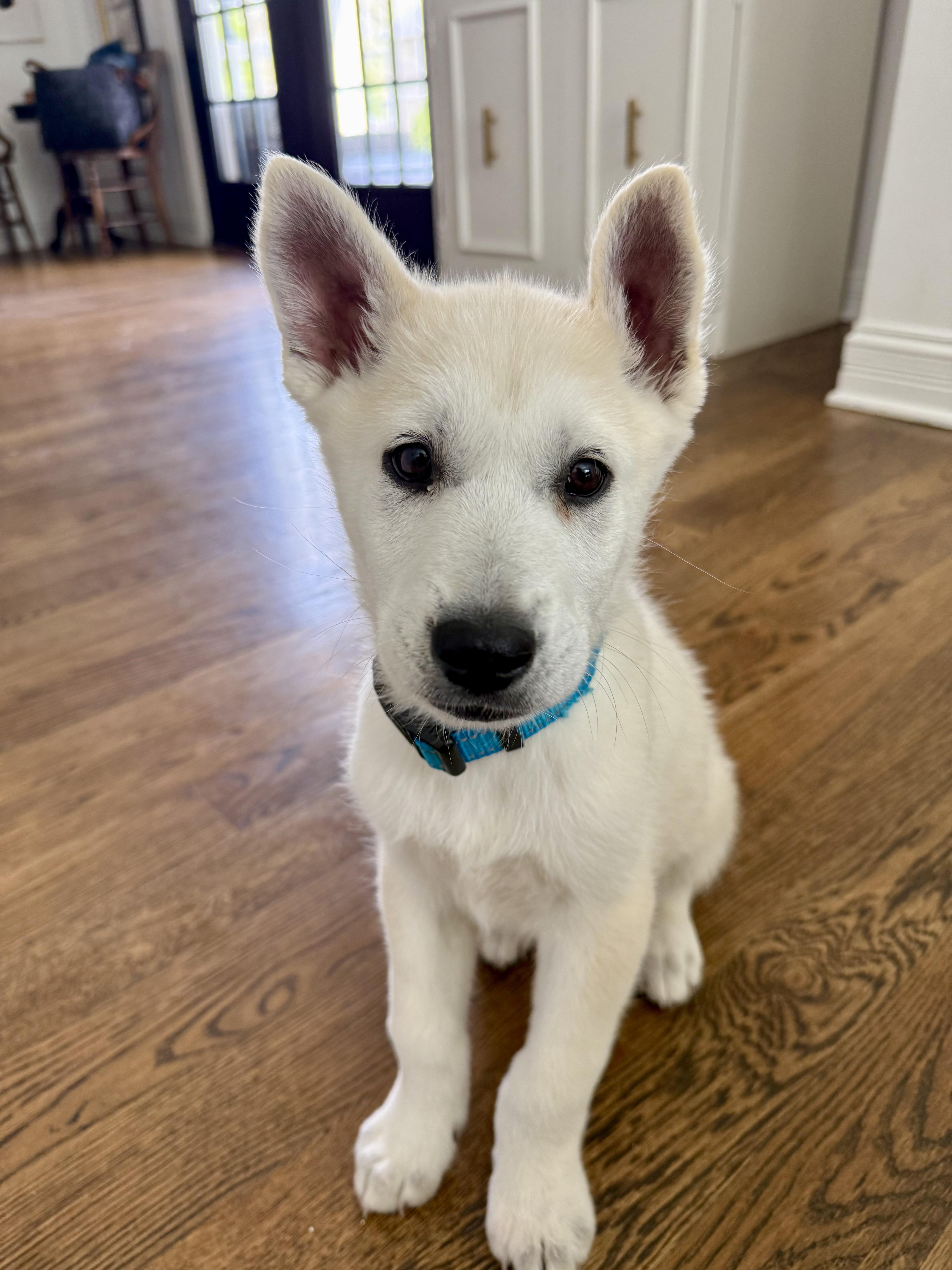 A baby medium-sized male White / Cream Husky dog named Cooper for adoption in Plainfield, IL