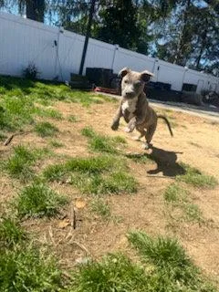 A young medium-sized male Pit Bull Terrier dog named Kash for adoption in Union Beach, NJ