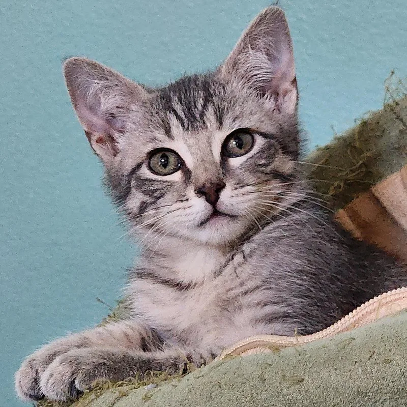 Danny Delectables thumbnail 2