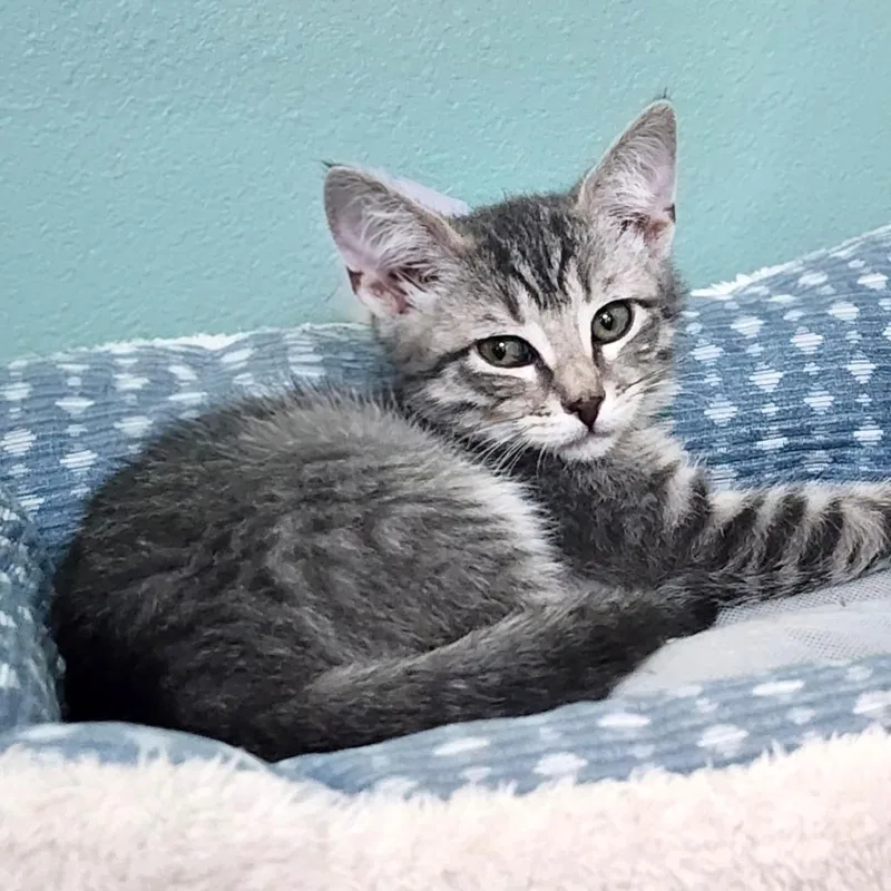 Danny Delectables thumbnail 3