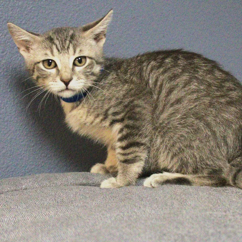 Danny Delectables thumbnail 4