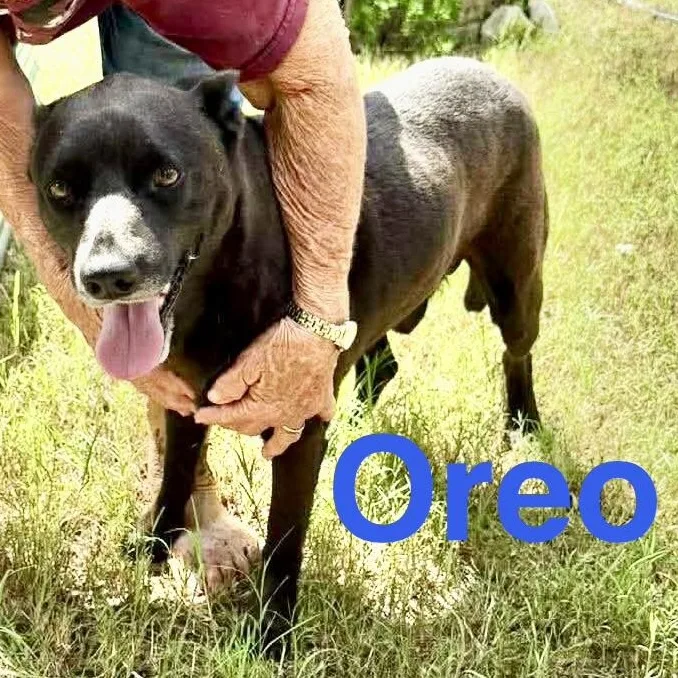 Oreo thumbnail 4