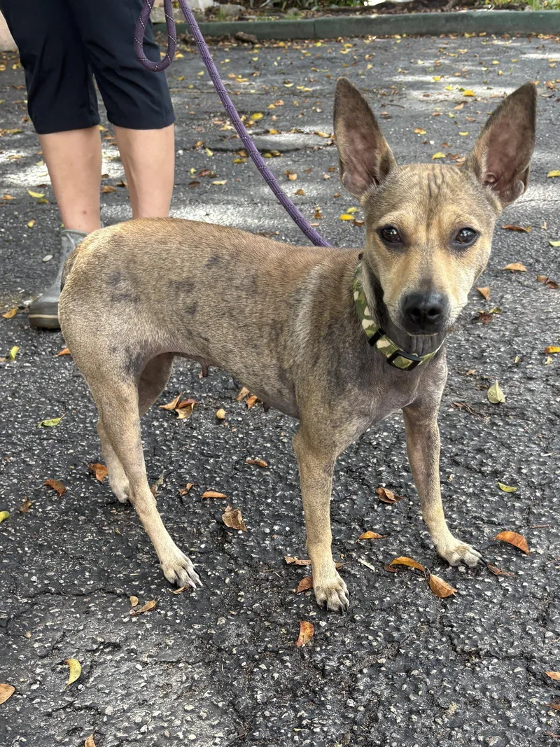 An adult small-sized female Jack Russell Terrier dog named Jackie for adoption in Margate, FL