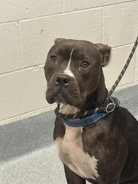 A young medium-sized male Pit Bull Terrier dog named Chandler for adoption in Indianapolis, IN