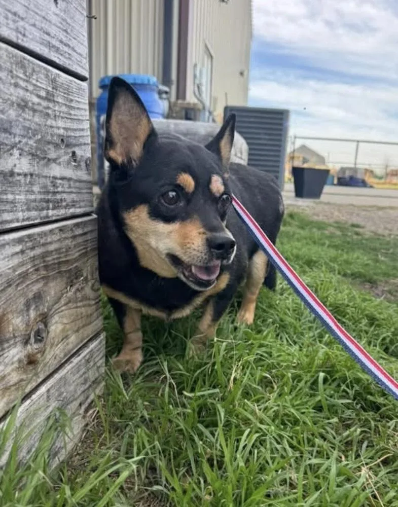 An adult small-sized female Brown / Chocolate Corgi dog named Tribble for adoption in Sanger, TX