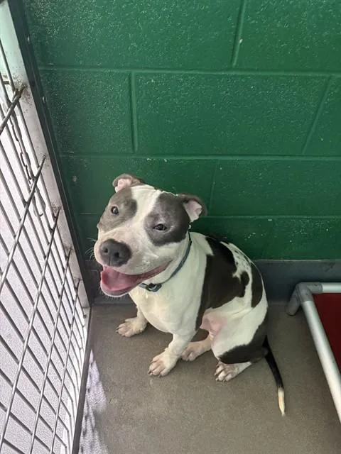 A young large-sized male Pit Bull Terrier dog named Safari for adoption in Upper Marlboro, MD