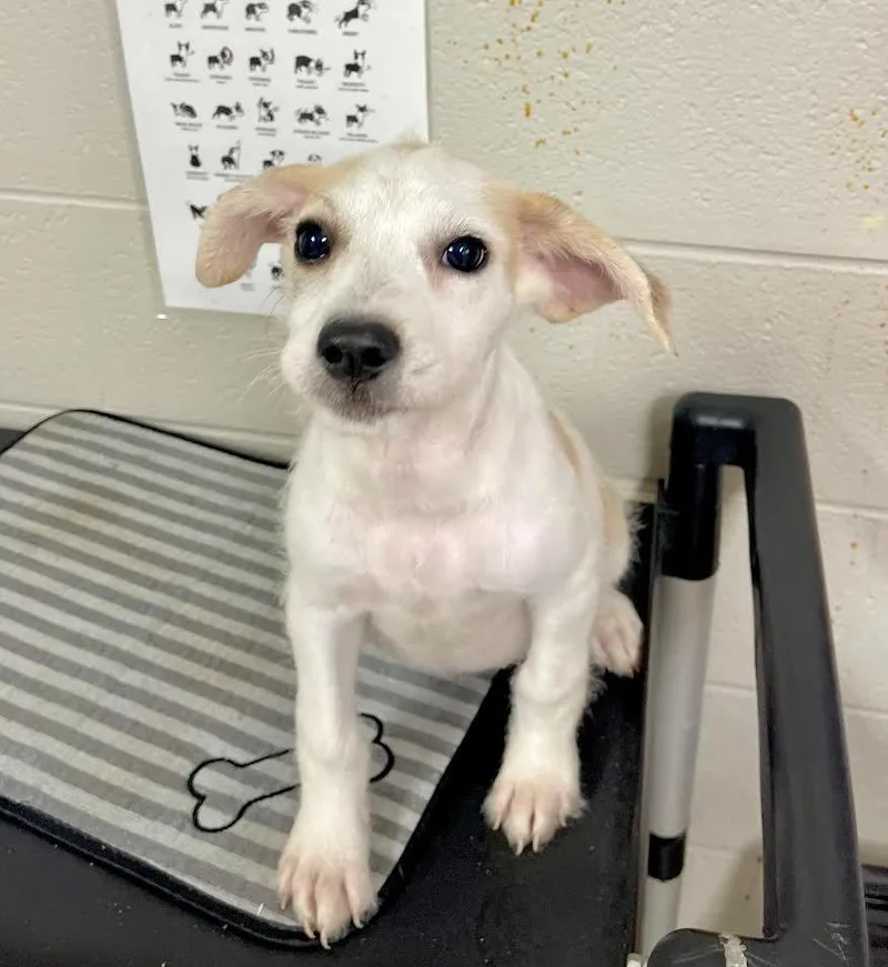 A baby small-sized female Terrier dog named Ember for adoption in Newnan, GA