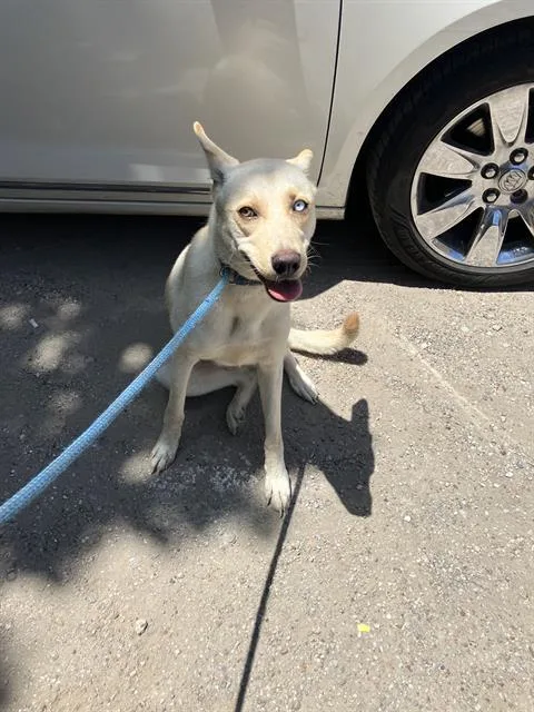 A young large-sized female Mixed Breed dog named Hazel for adoption in Dallas, TX