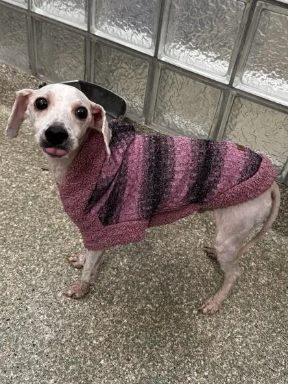 An adult medium-sized male Poodle dog named Bailey for adoption in Washington, DC
