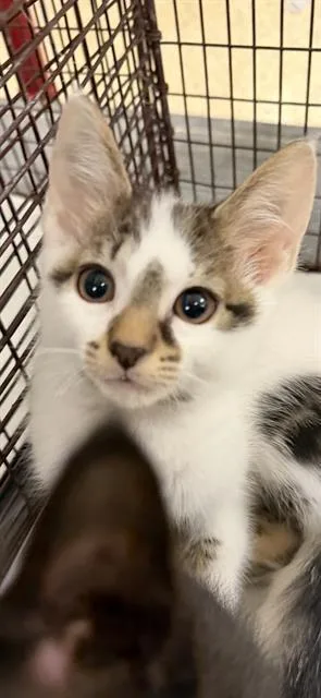 A baby small-sized female Domestic Short Hair cat named Millie for adoption in Miami, FL